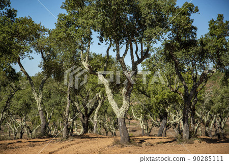PORTUGAL ALENTEJO EVORA CROMLECH PORTUGAL ALENTEJO EVORA CROMLECH 90285111