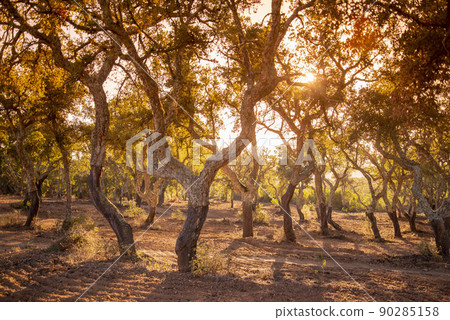 PORTUGAL ALENTEJO EVORA CROMLECH 90285158