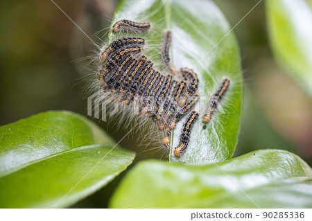 Larva of the tea tussock moth 90285336