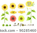 向日葵花、芽、葉、莖、各種顏色的種子套 90285460