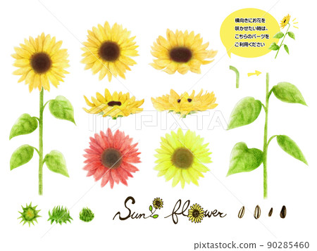 向日葵花、芽、葉、莖、各種顏色的種子套 向日葵花、芽、葉、莖、各種顏色的種子套 90285460