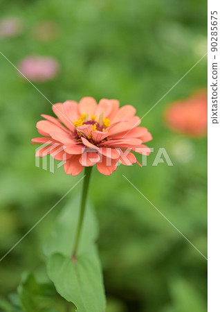 Zinnia flowers, tropical flowers, colorful flowers, close-up flowers. 90285675