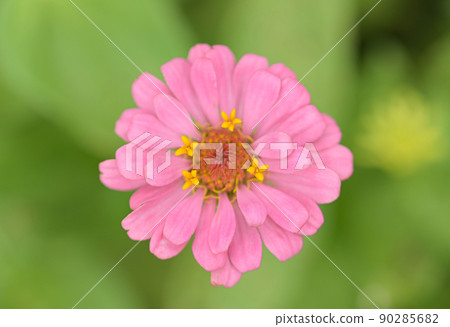 Zinnia flowers, tropical flowers, colorful flowers, close-up flowers. 90285682