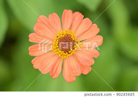 Zinnia flowers, tropical flowers, colorful flowers, close-up flowers. 90285685