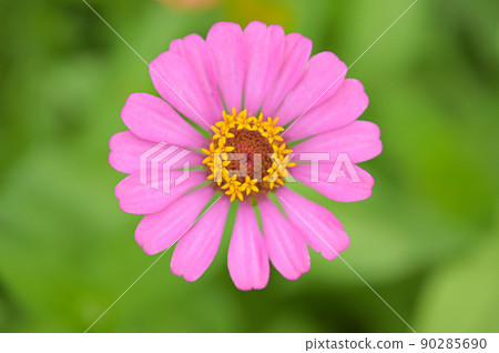 Zinnia flowers, tropical flowers, colorful flowers, close-up flowers. 90285690