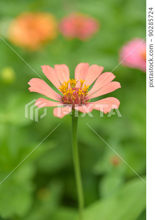 Zinnia flowers, tropical flowers, colorful flowers, close-up flowers. Zinnia flowers, tropical flowers, colorful flowers, close-up flowers. 90285724