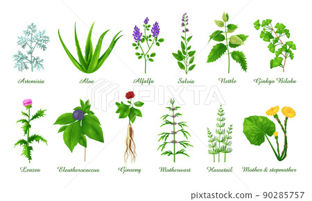 Set of medical green grasses herbs and plants, realistic vector illustration 90285757