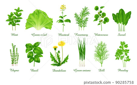 Set of food green grasses herbs and plants, realistic vector illustration 90285758