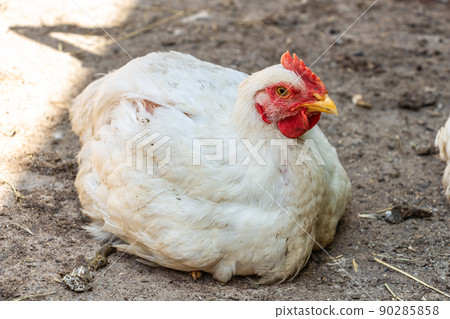 White broiler chicken looking curiously at the camera 90285858