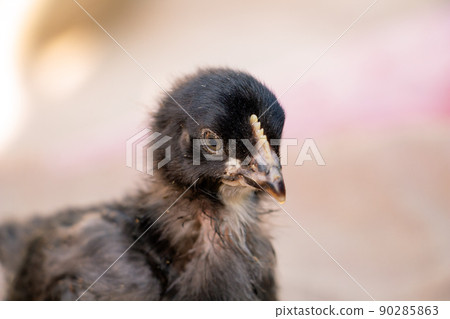 portrait of cute black and gray chicken, farm animal 90285863
