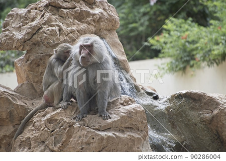 Hamadryas Baboon taking care of each other 90286004