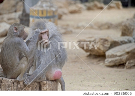 Hamadryas Baboon taking care of each other 90286006