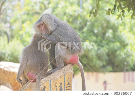 Hamadryas Baboon taking care of each other Hamadryas Baboon taking care of each other 90286007
