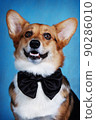 Welsh corgi portrait on a blue background 90286010