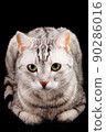 Grey striped cat on a black background 90286016