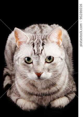 Grey striped cat on a black background Grey striped cat on a black background 90286016