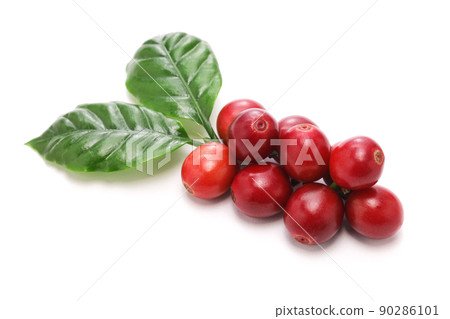 Coffee seeds 90286101