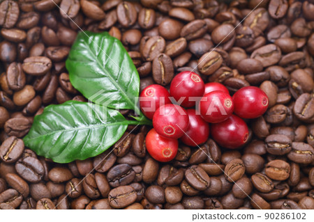 Coffee seeds 90286102