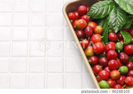 咖啡種子 90286105