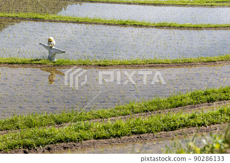 Scenery of terraced rice fields in Asuka Murakami district, Nara prefecture Scenery of terraced rice fields in Asuka Murakami district, Nara prefecture 90286133