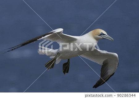 Gannet in flight Gannet in flight 90286344