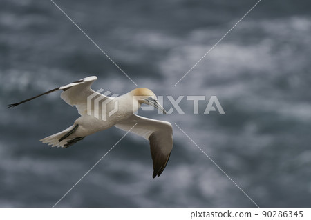 Gannet in flight Gannet in flight 90286345