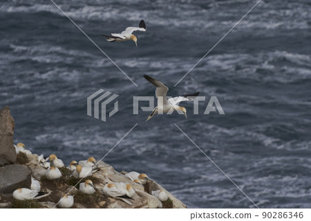 Gannet in flight Gannet in flight 90286346