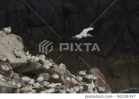 Gannet in flight Gannet in flight 90286347