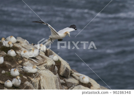 Gannet in flight Gannet in flight 90286348