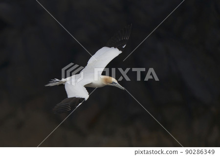 Gannet in flight Gannet in flight 90286349