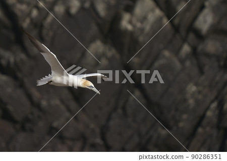 Gannet in flight Gannet in flight 90286351