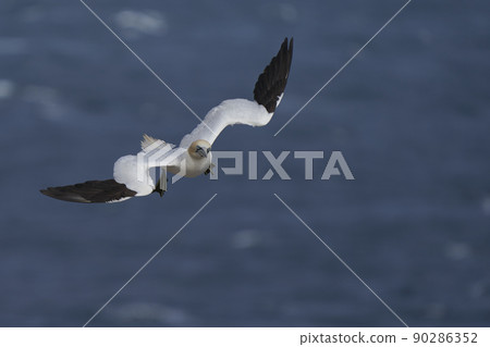 Gannet in flight Gannet in flight 90286352