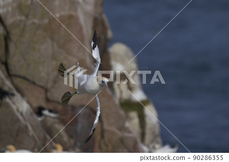 Gannet in flight Gannet in flight 90286355