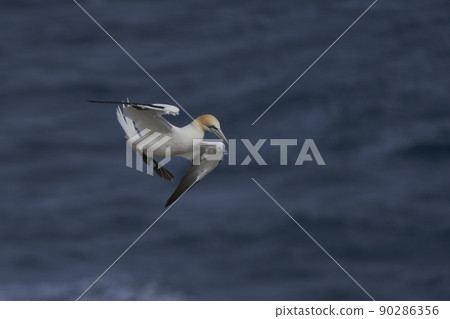 Gannet in flight Gannet in flight 90286356