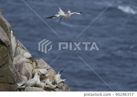 Gannet in flight Gannet in flight 90286357