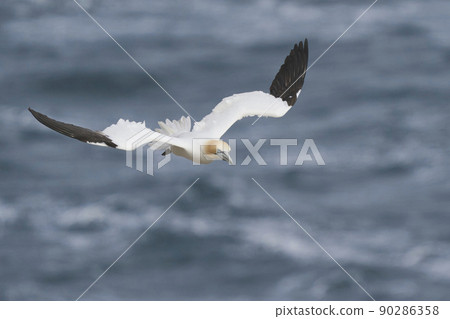 Gannet in flight Gannet in flight 90286358