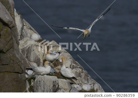 Gannet in flight Gannet in flight 90286359