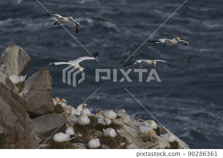 Gannet in flight Gannet in flight 90286361