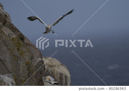 Gannet in flight Gannet in flight 90286363