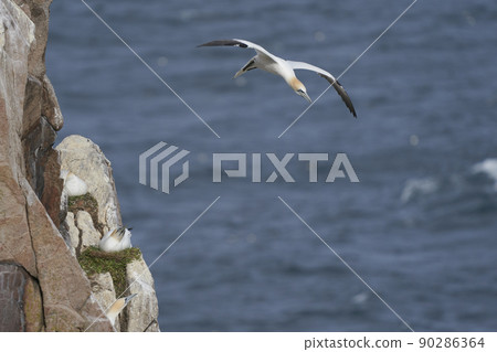Gannet in flight Gannet in flight 90286364