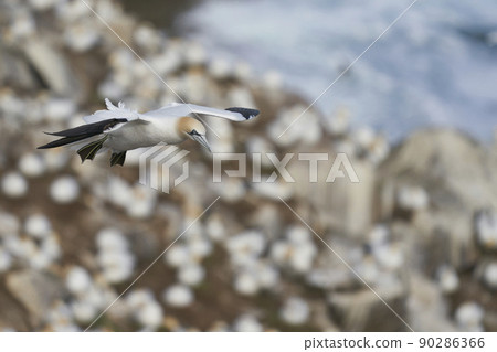 Gannet in flight Gannet in flight 90286366