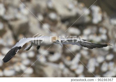 Gannet in flight 90286367