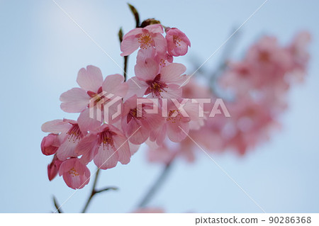 藍天和美麗的粉紅色櫻花，春天可愛的日本花 90286368