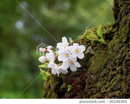 櫻花花蕾和花瓣在大自然中很可愛 森林、樹木和球景 櫻花花蕾和花瓣在大自然中很可愛 森林、樹木和球景 90286369