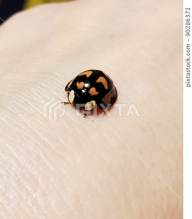 Ladybugs on the hands Ladybugs on the hands 90286371