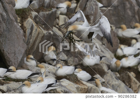 Gannet carrying nest material Gannet carrying nest material 90286382