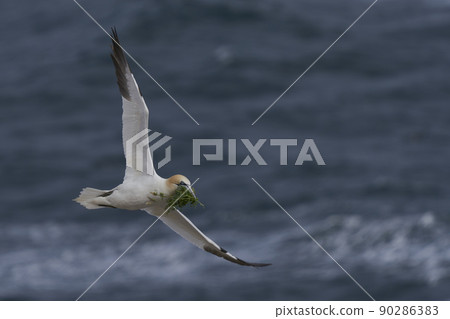 Gannet carrying nest material Gannet carrying nest material 90286383