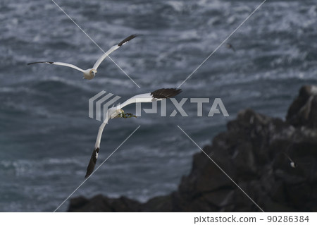 Gannet carrying nest material Gannet carrying nest material 90286384