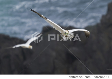 Gannet carrying nest material Gannet carrying nest material 90286385