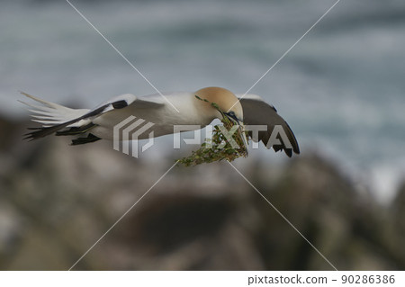 Gannet carrying nest material Gannet carrying nest material 90286386